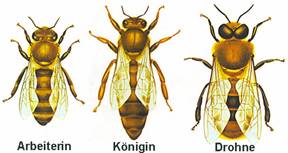 Bild Bienenwesen