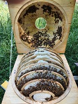 Bild Bienenkugel