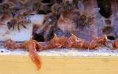 Bild Propolis