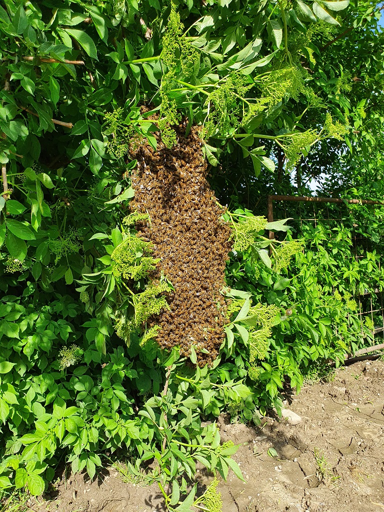 Schwarmtraube im Holunderbusch