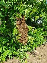 Schwarmtraube am Holunderbusch