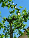 Schwarmtraube im Apfelbaum
