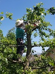 Schwarm fangen im Apfelbaum