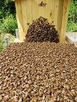 Schwarm läuft in Hännis-Bienen-Turm