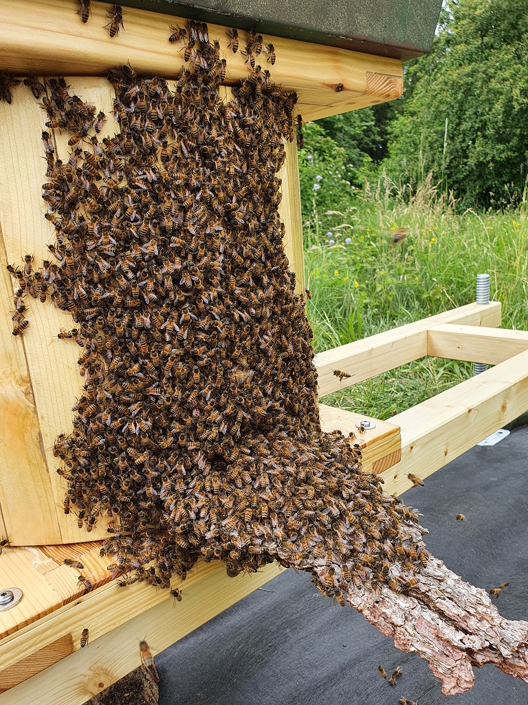 Bienen laufen in Hännis-Bienen-Turm ein.