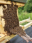 Schwarm läuft in Hännis-Bienen-Turm