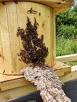 Schwarm läuft in Hännis-Bienen-Turm
