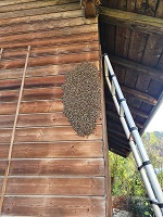 Schwarmtraube an Hauswand