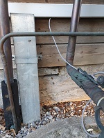 Flugloch wildes Bienenvolk