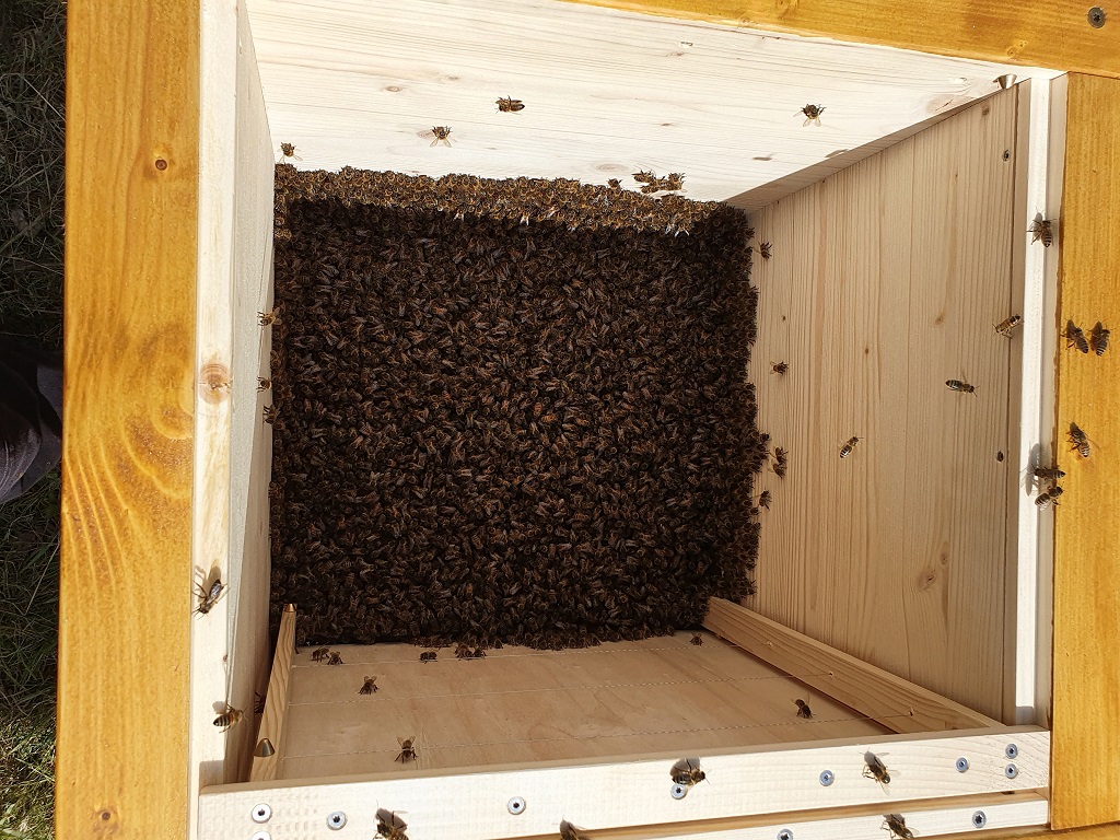 Schwarm in neuer Behausung