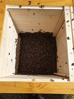 Schwarm in neuer Behausung
