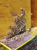 Sterzelnde Bienen vor Flugloch